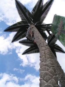 2-COCONUT CLIMBING / PALMENKLETTERN